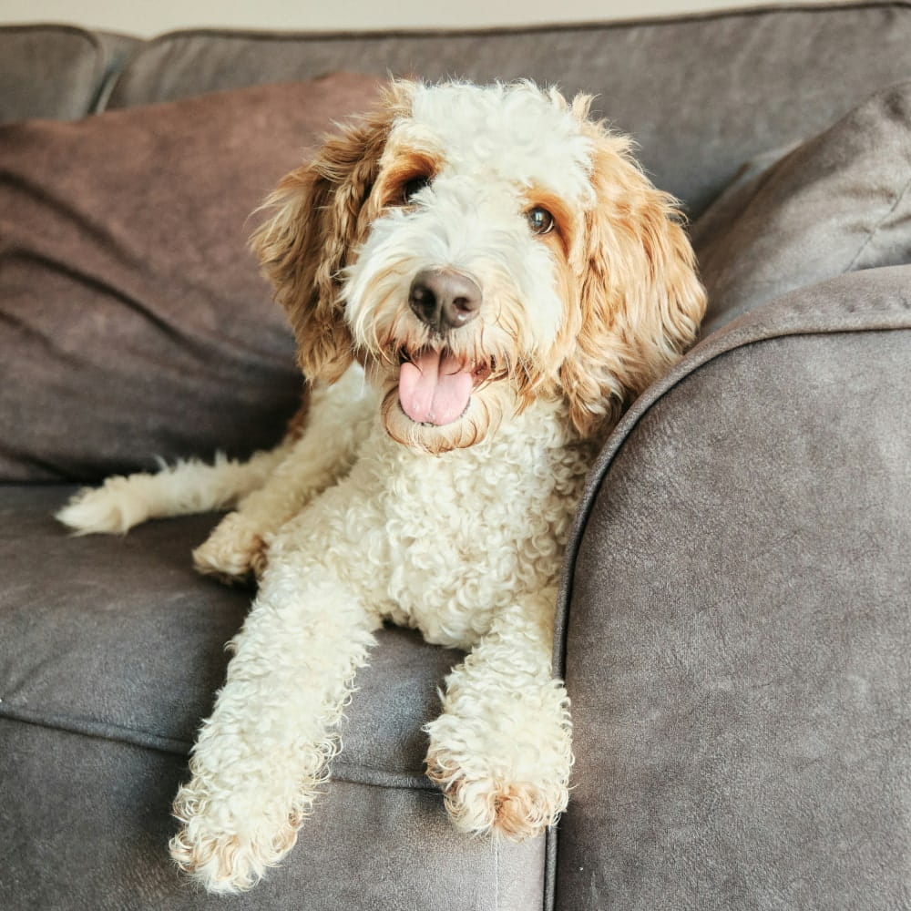 Boarding Requirements Fluppy pet dog relaxing on couch